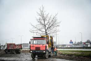 Operacja przesadzania drzew w czasie budowy połączenia ul. Jaskrowskiej i Warszawskiej w Częstochowie.